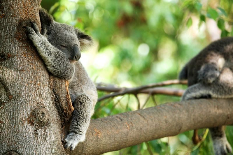 Mau Banget Bawa Koala-Koala Ini Pulang!