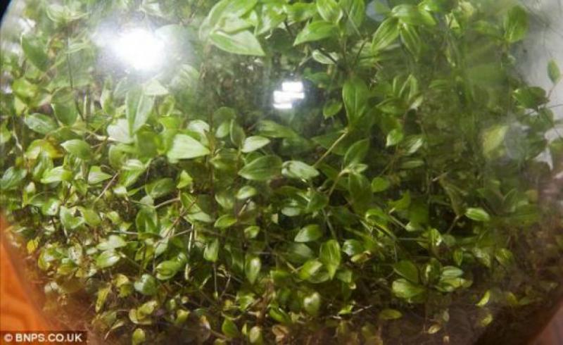 Taman ini menjadi contoh ekosistem sempurna bumi kita