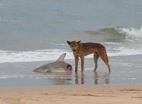 Dingo