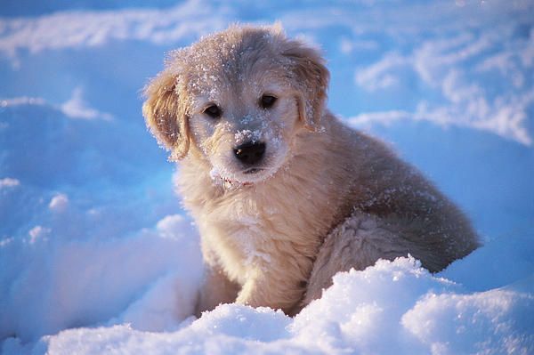 Golden Retriever