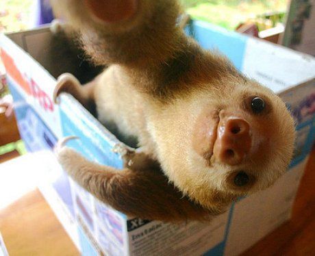 "Helloowwww!"