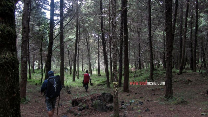 Pemandangan Hutan Pinus