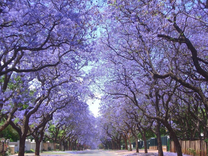 Jaracandas Walk