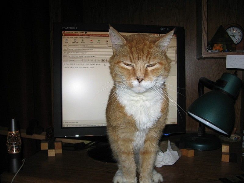 si kucing lagi stres berat