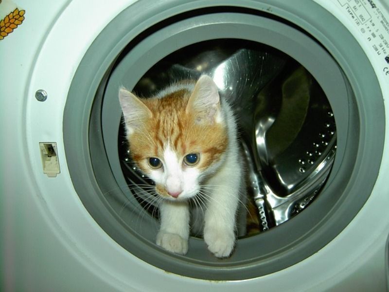 kucing masuk mesin cuci