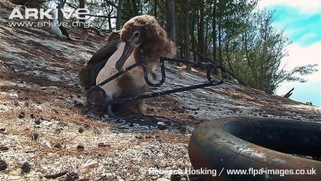 Seekor albatros yang kepalanya terjerat hanger pakaian