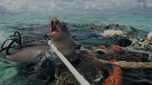Anjing laut terjerat plastik