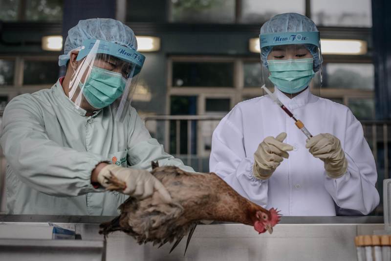 flu burung