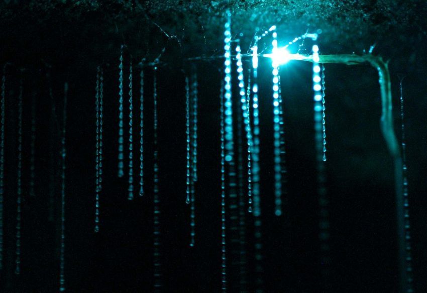 gua waitomo, New Zealand