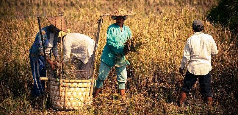 Apapun yang penting halal