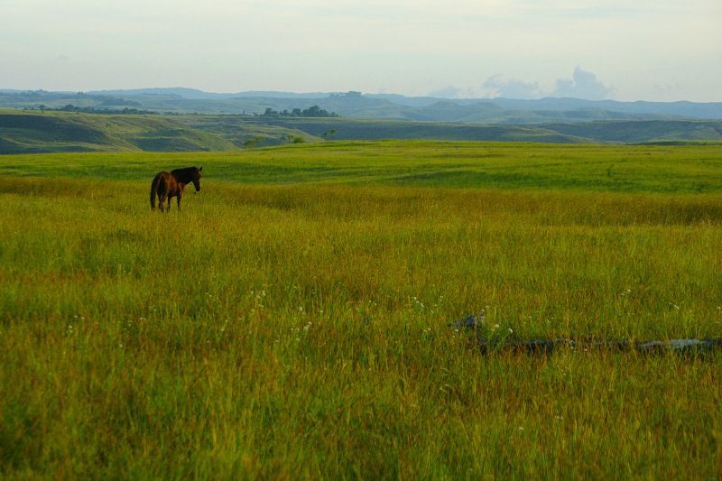 Savana, sumba