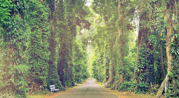 Kebun Raya Bogor