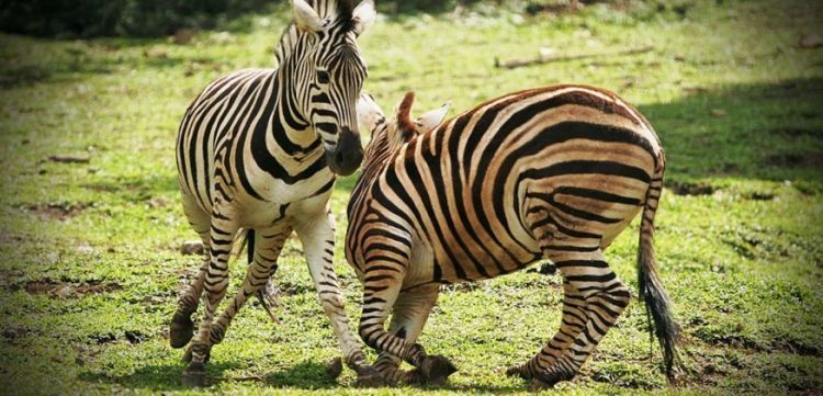Taman Safari