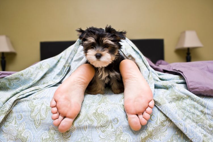 sleep_puppy_iStock_000015227531Medium