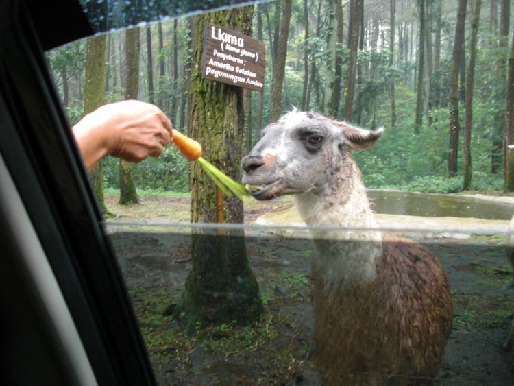 Bercengkrama dengan Ilama di Prigen via gambarhewan.info