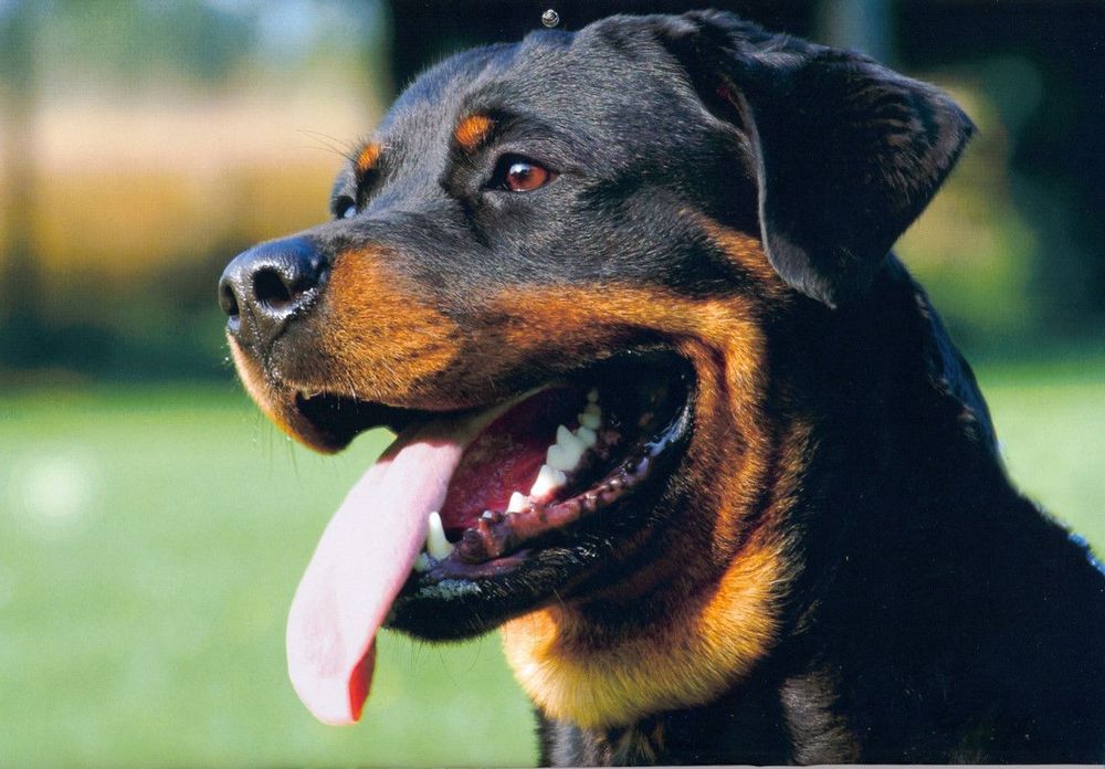 Sebelum Menjadikan Anjing Anggota Keluargamu yang Baru, Cermati Petunjuk Ini Dulu!