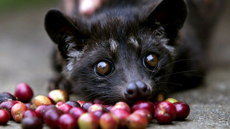 470 Gambar Hewan Luwak Kopi Terbaru