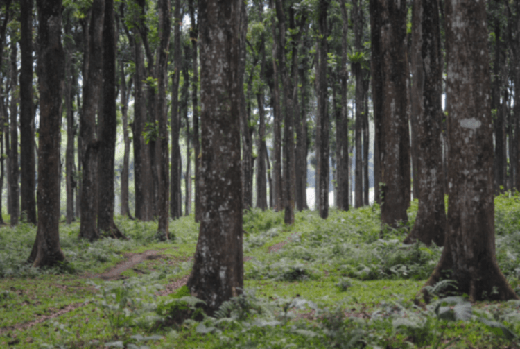 Hutan pinus Gunung Sawur (dok. pribadi)