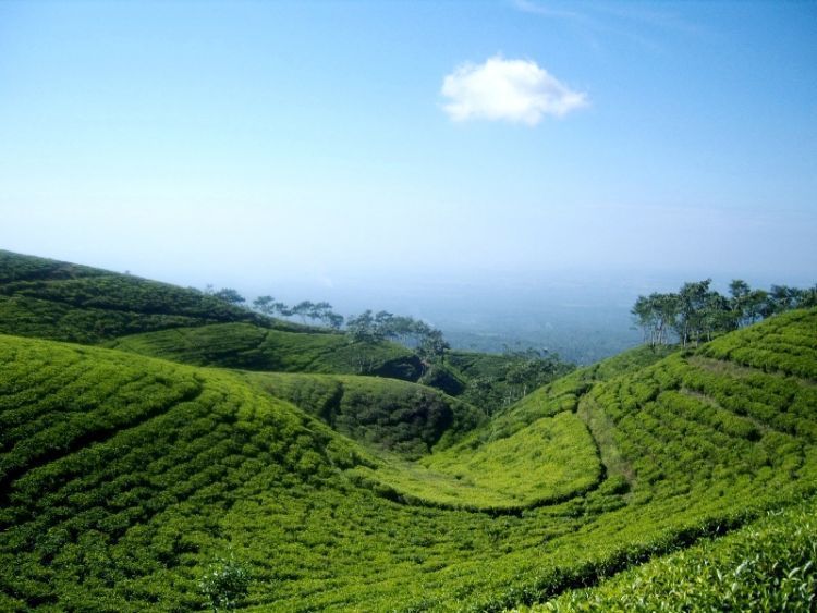 Kebun Teh Gucialit, Lumajang