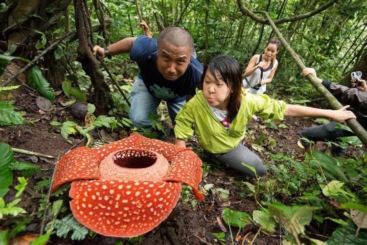 Mencium aroma bunga Rafflesia arnoldi di Batang Palupuh