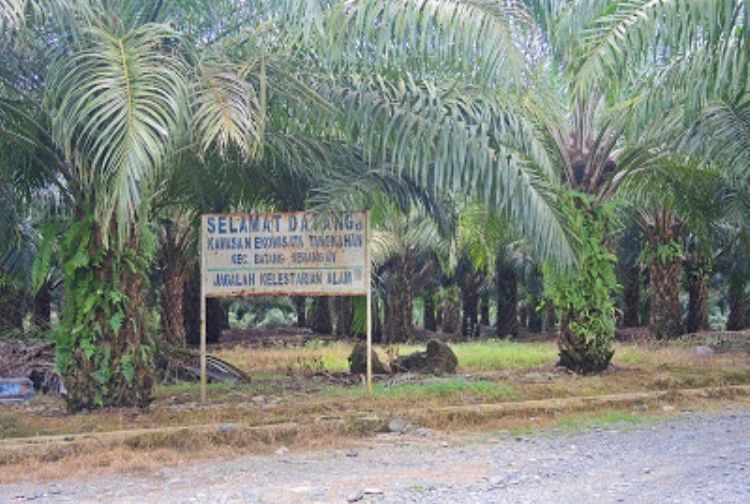 Jalan menuju Tangkahan (dok. pribadi)