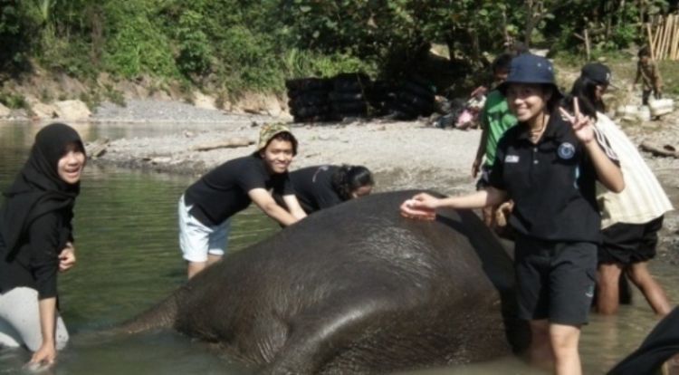 Memandikan dan menyikat si gajah (dok. pribadi)