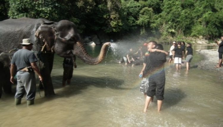 Konservasi Gajah. Elephant Bathing, Elephant Feeding & Elephant Riding (dok. pribadi)