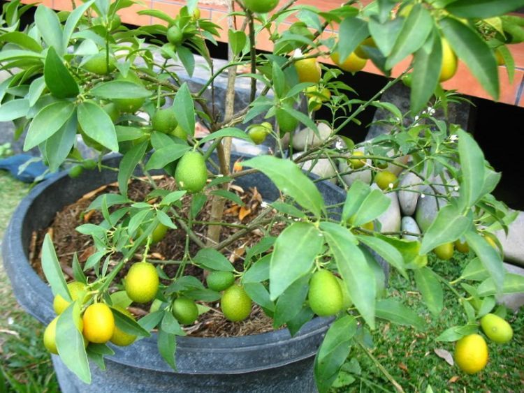 Tabulampot