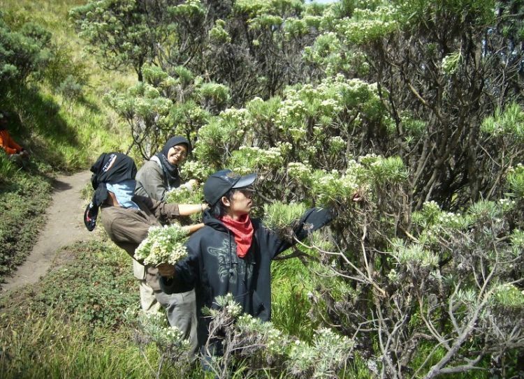 Jangan mengambil apapun kecuali foto saat di mendaki gunung.