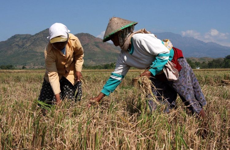 Petani yang menghasilkan