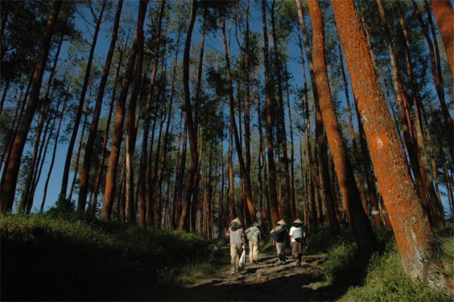 hutan pinus dikawasan jumprit