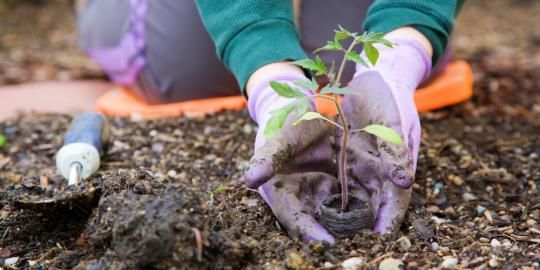 Yuk berkebun