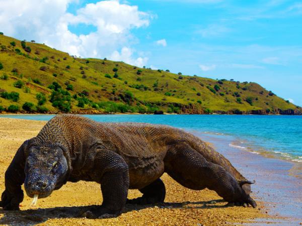 Penguasa Pulau Komodo