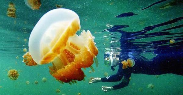 Berenang bersama ubur-ubur tidak menyengat di Danau Kakaban, Kalimantan