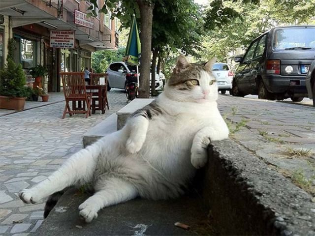 "Nyantai dulu bro. Rezeki bersama orang ganteng. Ntar makanan datang sendiri"