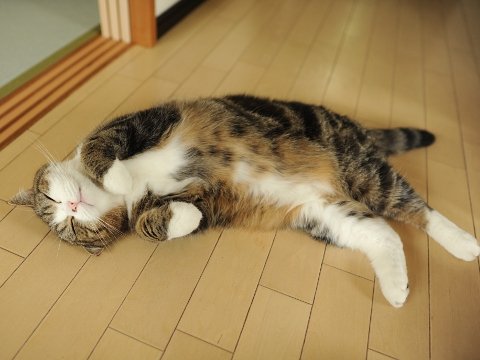 "foto gue bobok aja yang ngelike sejuta. ck." -Maru, selebcat-