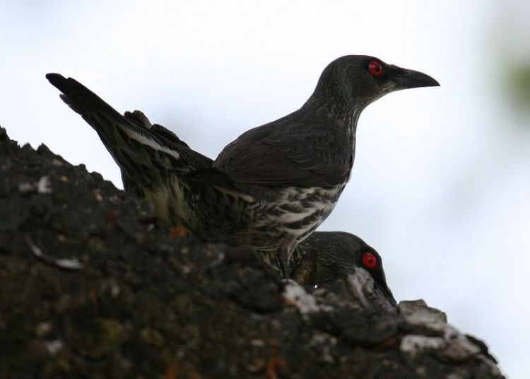 Yogyakarta Tak Cuma Kota Dengan Berjuta Kisah Romantis Banyak