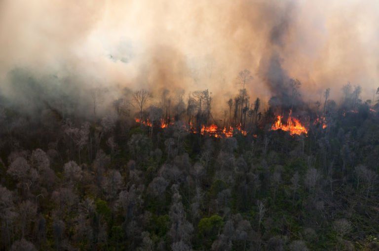 Potret Hutan Indonesia yang Katanya Paruparu Dunia, Tapi Makin Menipis