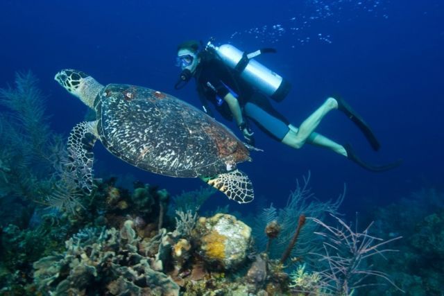 Scuba diving