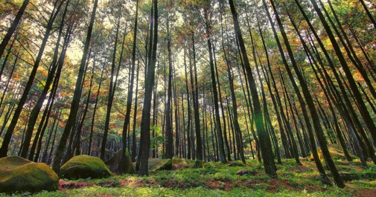 Hutan Pinus Mangunan emang d'best