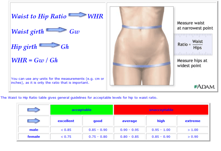 waist to hip ratio