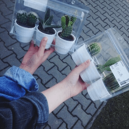 Beli kaktus dulu deh sekarang