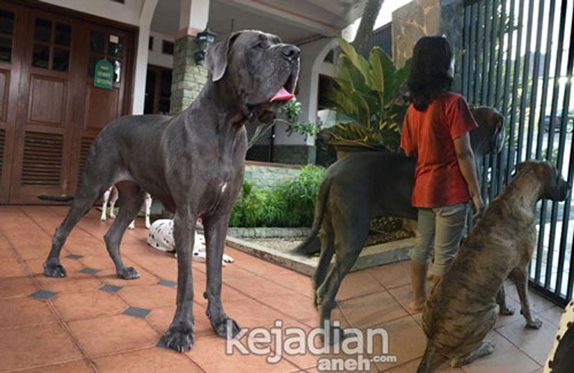 Guy D Zen Orang Indonesia Yang Punya Anjing Terbesar Di Dunia