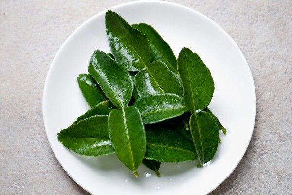 daun jeruk