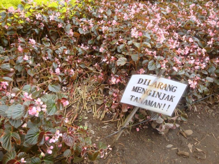 "Dilarang menginjak tanaman"