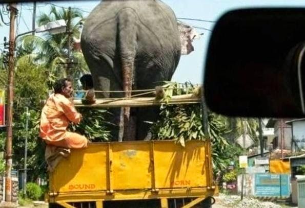 85+ Gambar Lucu Hewan Naik Kendaraan Terlihat Keren 85+ Gambar Lucu Hewan Naik Kendaraan Terlihat Keren