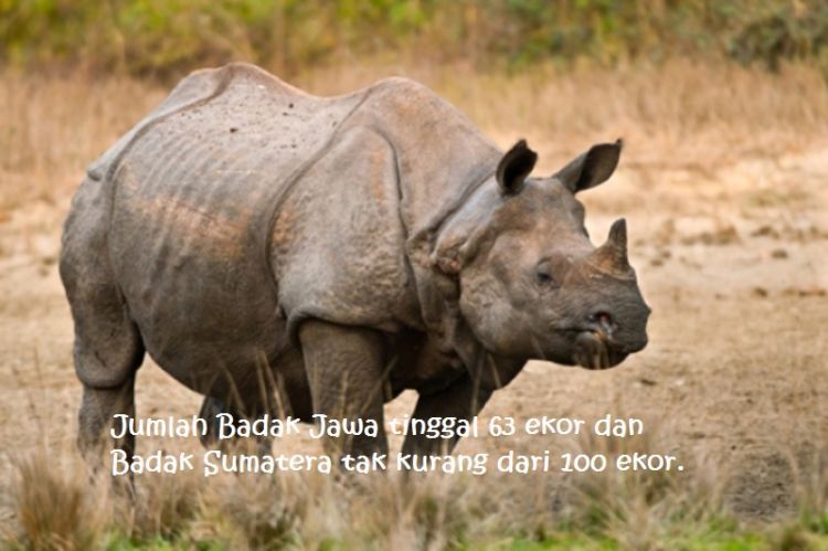Kerusakan hutan makin membuat badak-badak ini terdesak populasinya