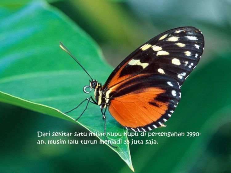 Lebih dari itu, kondisi bumi yang makin panas pun bisa buat kupu-kupu punah 2050 nanti