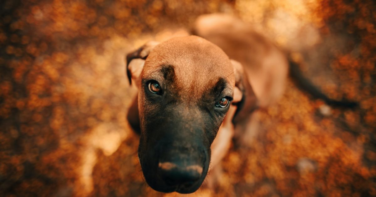8 Cara Ini Bisa Menyelamatkanmu Dari Anjing Galak Siapa Tahu Dibutuhkan Saat Keadaan Mendesak
