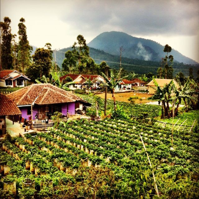 Kebun Strawberry Ciwidey
